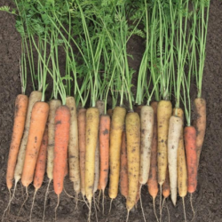 Marchew  Rainbow F1 100 tyś. nasion precyzja st